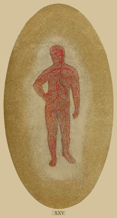 A close-up of a human body
Description automatically generated