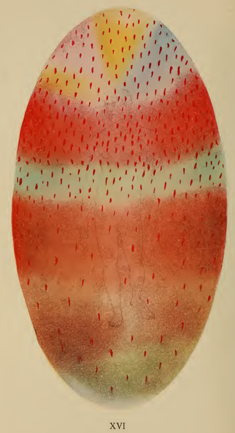 A close up of a red and white object
Description automatically generated