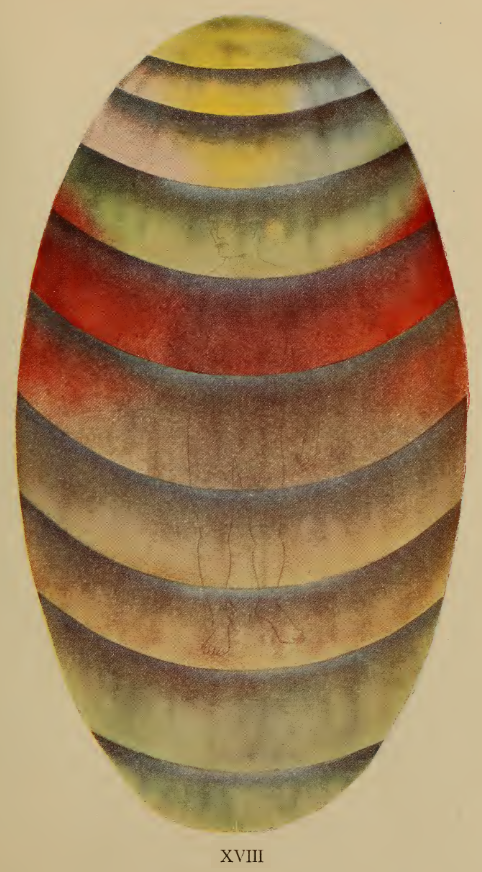 A close-up of a vase
Description automatically generated