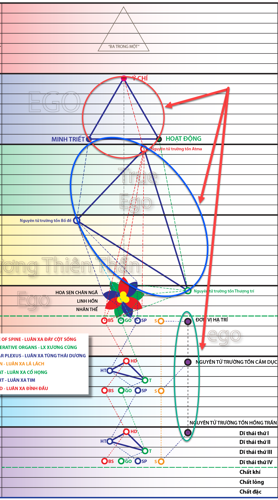 A diagram of a flower and a flower
AI-generated content may be incorrect.