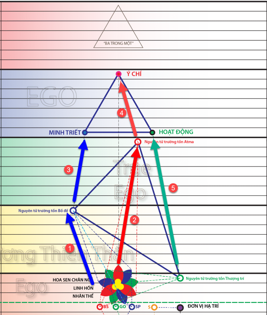 A diagram of a triangle with arrows and a flower Description automatically generated
