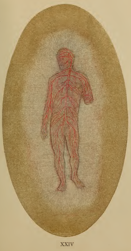 A drawing of a human body
Description automatically generated