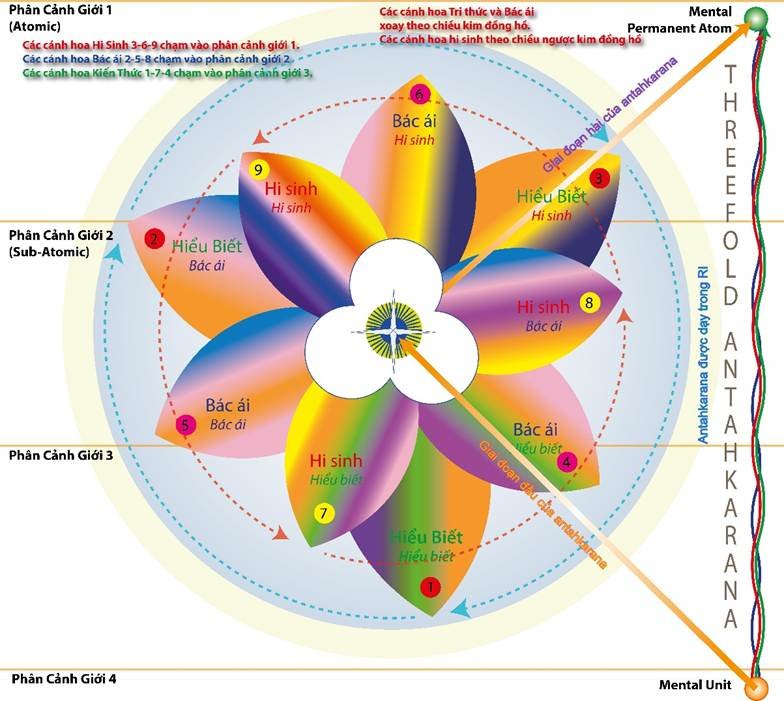 A diagram of a flower



Description automatically generated