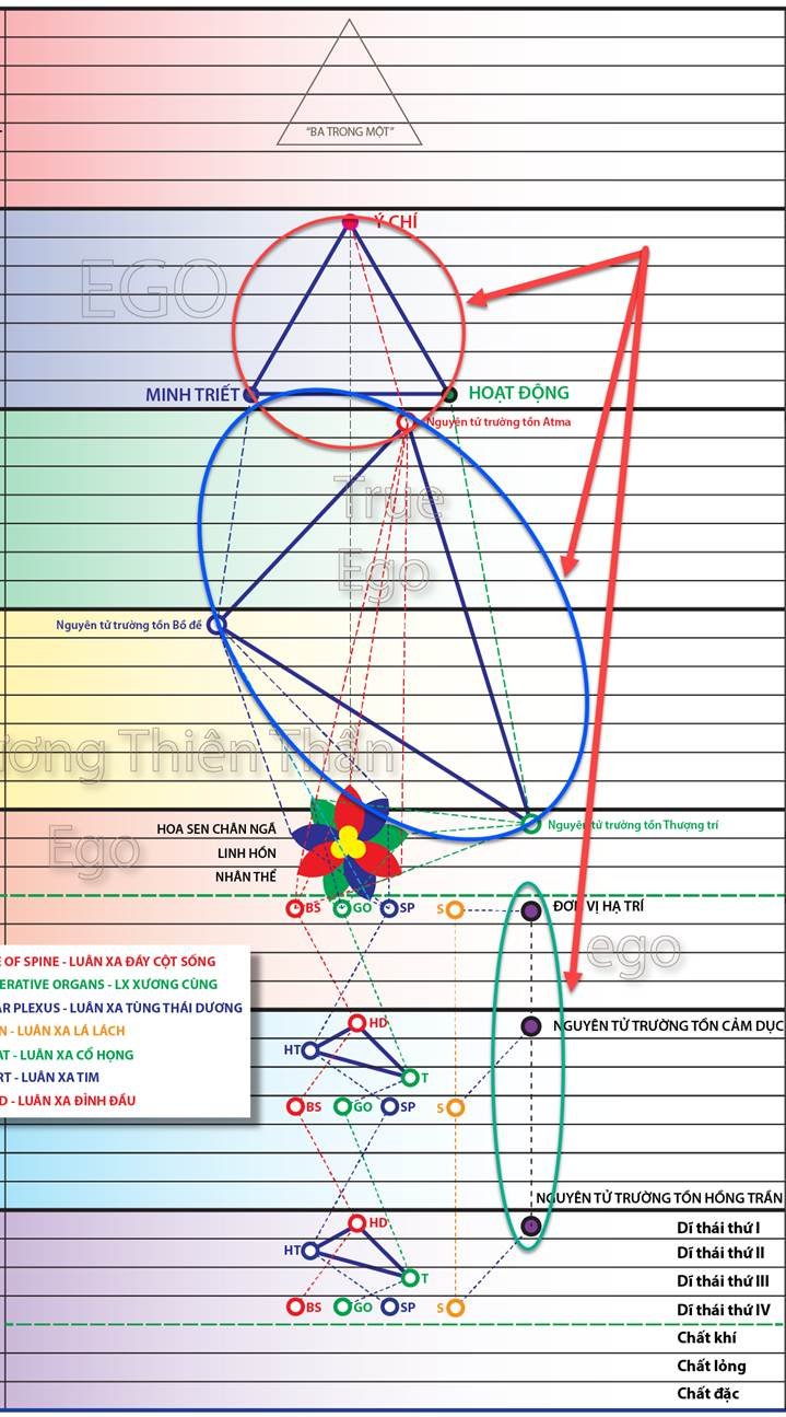 A diagram of a flower and a flower



AI-generated content may be incorrect.