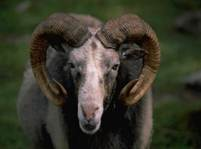 A close up of a sheep

Description generated with very high confidence
