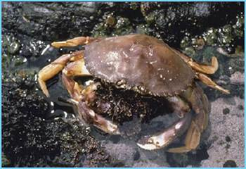 Kết quả hình ảnh cho sea crab