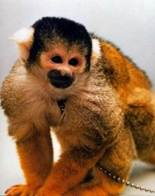 A close up of a monkey



Description generated with very high confidence