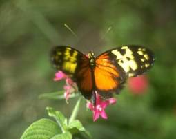A close up of a flower



Description generated with very high confidence
