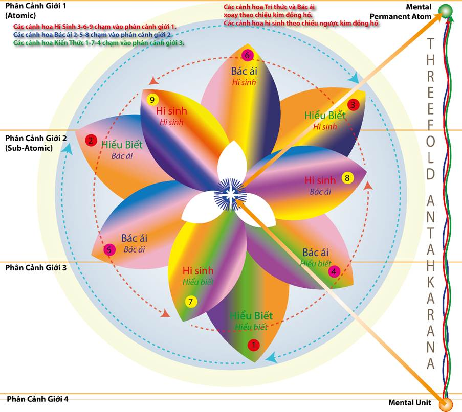 A diagram of a flower



AI-generated content may be incorrect.