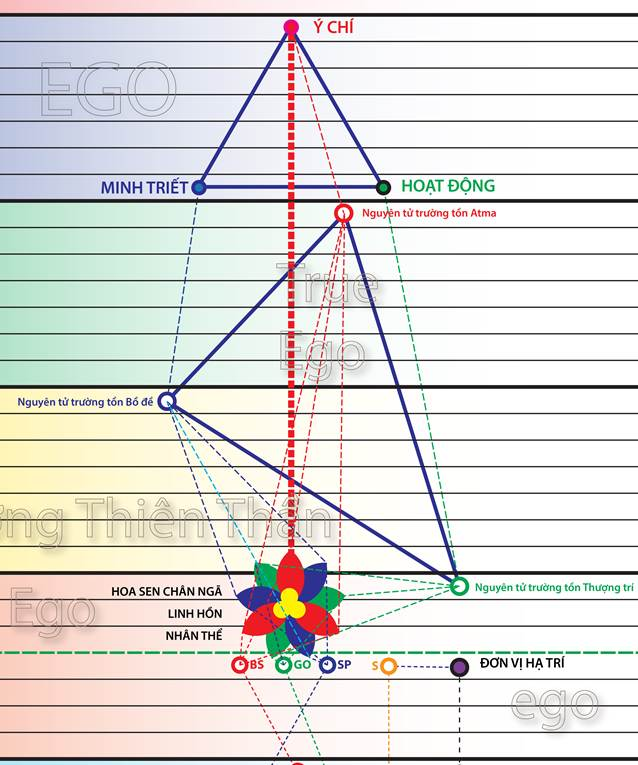 A diagram of a flower



Description automatically generated