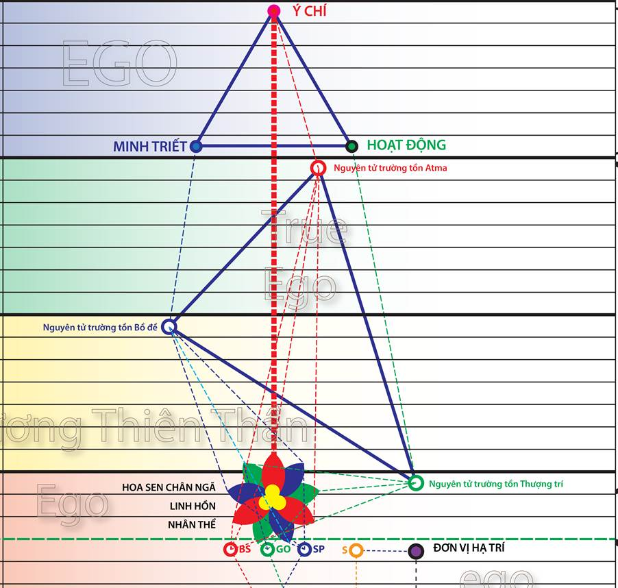 A diagram of a flower



Description automatically generated