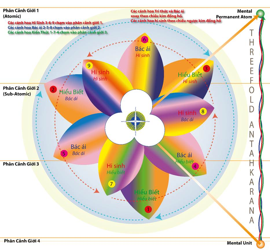 A diagram of a flower with different colors



Description automatically generated