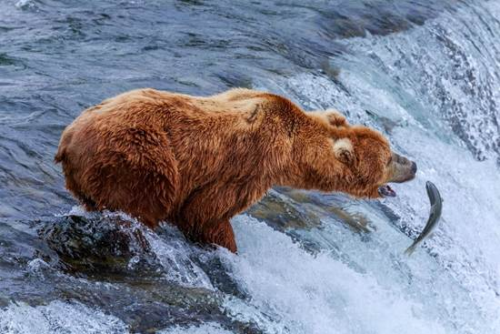 Watch giant brown bears catching salmon on the Katmai bear cam - Lonely  Planet