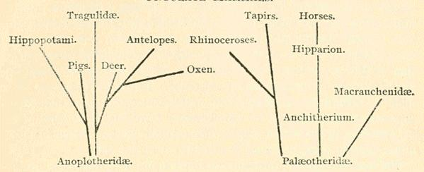 part-iii-section-iv-v-addenda-science-and-the-secret-doctrine-contrasts-01.png Illustration: Ungulate Mammals