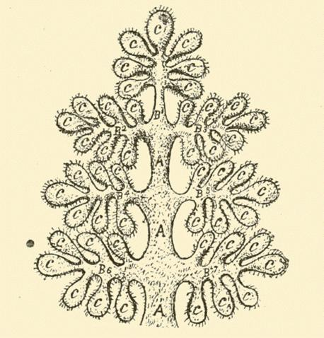 Illustration: Genealogical Tree of the Fifth Root-Race.