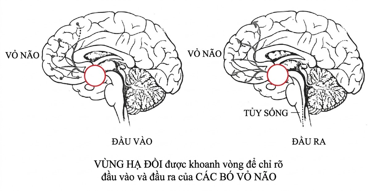 esoteric-anatomy-part-one-song-ngu_upscaled_20260719_061357-03.webp 00076.jpg