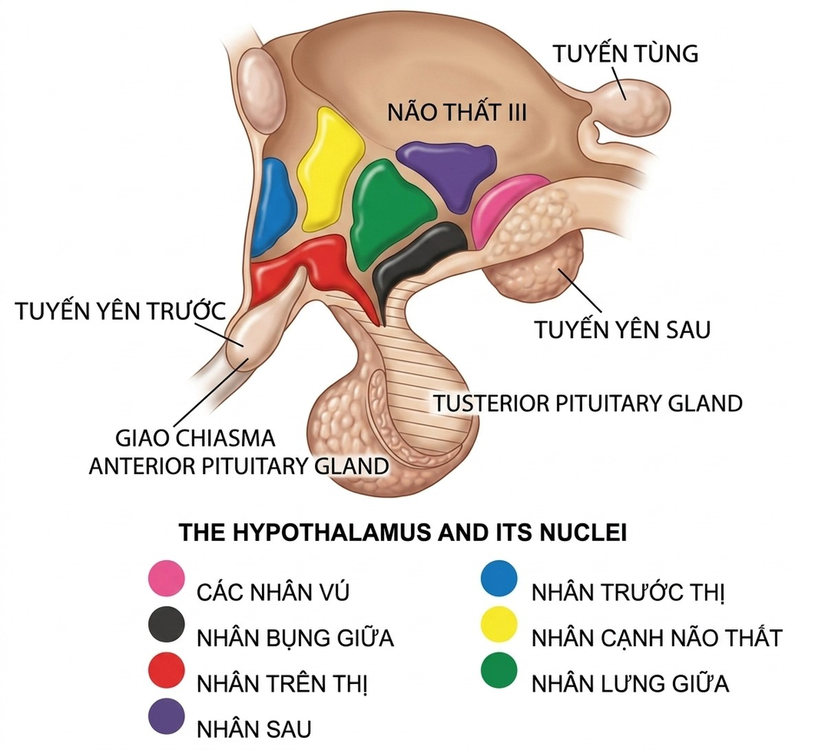 esoteric-anatomy-part-one-song-ngu_upscaled_20260719_061357-04.webp 00008.jpg