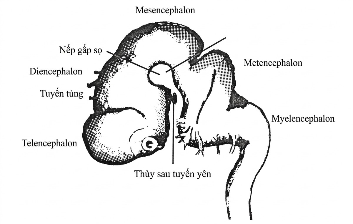 esoteric-anatomy-part-one-song-ngu_upscaled_20260719_061357-08.webp 00049.jpg