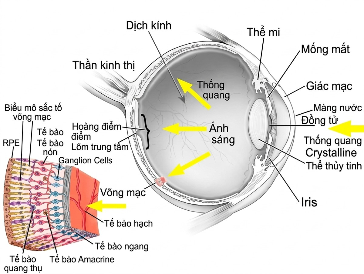esoteric-anatomy-part-one-song-ngu_upscaled_20260719_061357-11.webp 00051.jpg