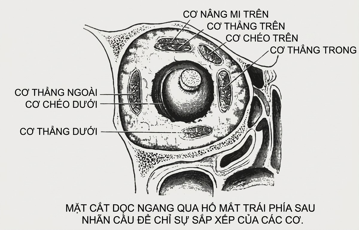 esoteric-anatomy-part-one-song-ngu_upscaled_20260719_061357-35.webp 00006.jpg