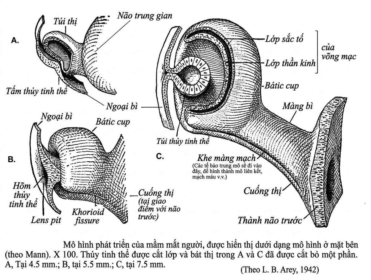 esoteric-anatomy-part-one-song-ngu_upscaled_20260719_061357-39.webp 00016.jpg
