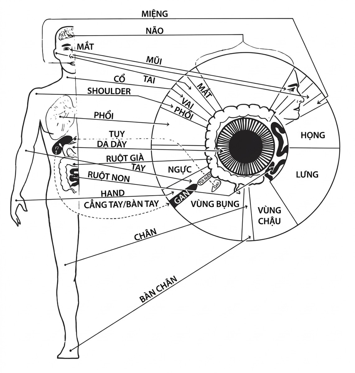 esoteric-anatomy-part-one-song-ngu_upscaled_20260719_061357-42.webp 00019.jpg