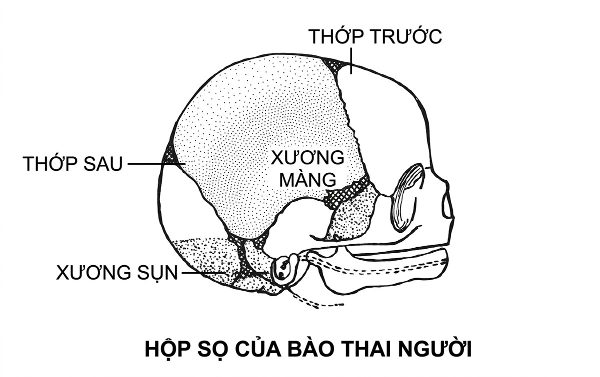 esoteric-anatomy-part-one-song-ngu_upscaled_20260719_061357-45.webp 00043.jpg