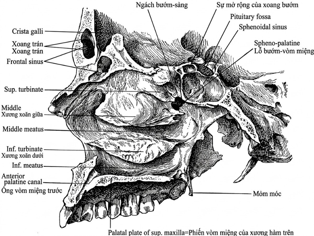 esoteric-anatomy-part-one-song-ngu_upscaled_20260719_061357-50.webp 00029.jpg