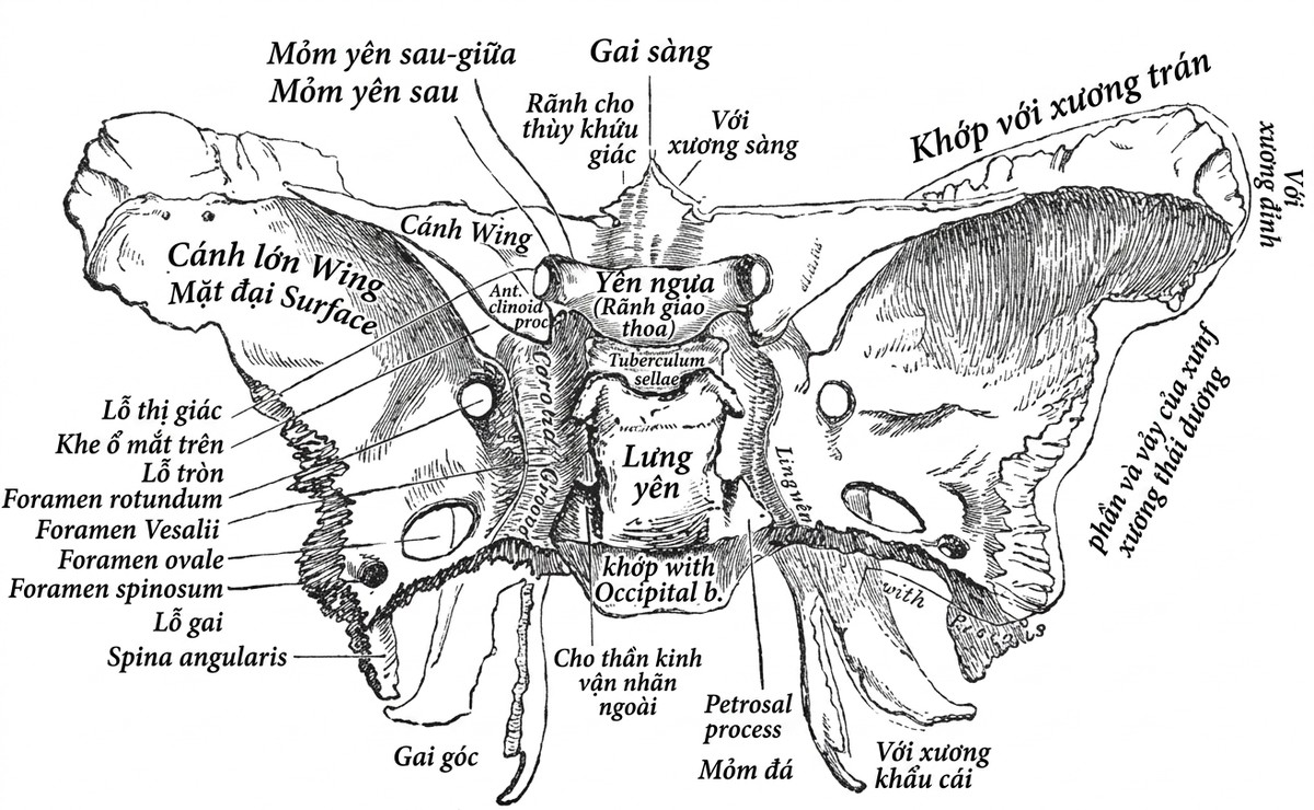 esoteric-anatomy-part-one-song-ngu_upscaled_20260719_061357-51.webp 00030.jpg