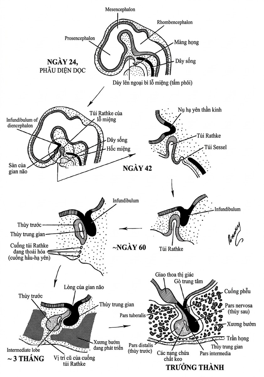 esoteric-anatomy-part-one-song-ngu_upscaled_20260719_061357-52.webp 00031.jpg