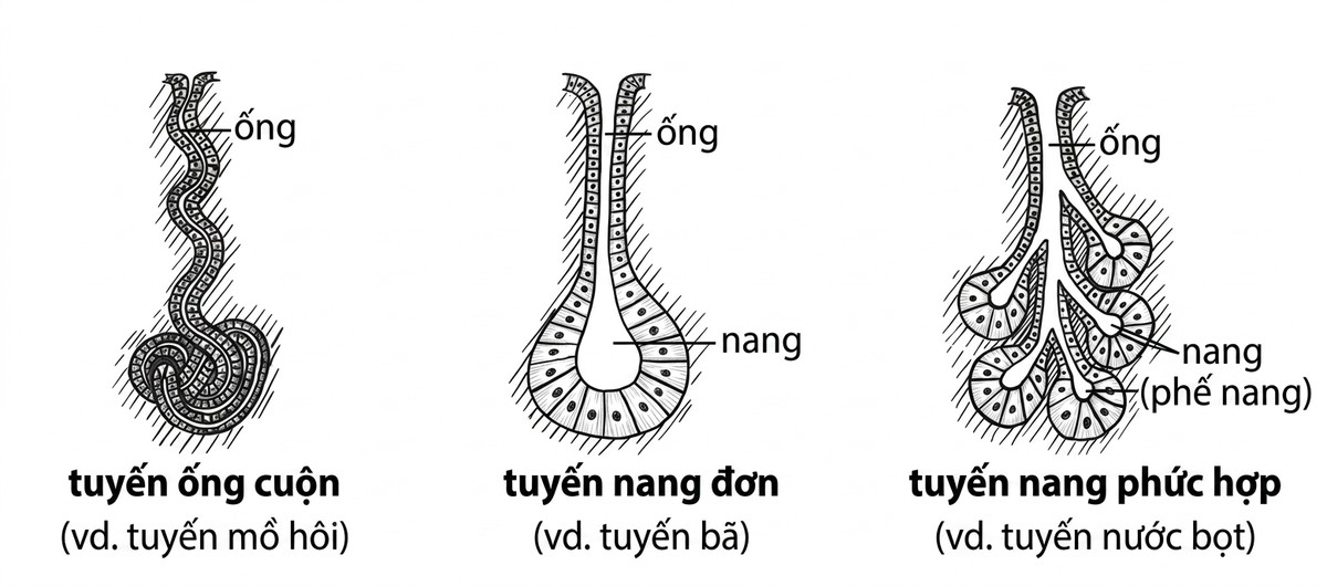 esoteric-anatomy-part-one-song-ngu_upscaled_20260719_061357-56.webp 00035.jpg