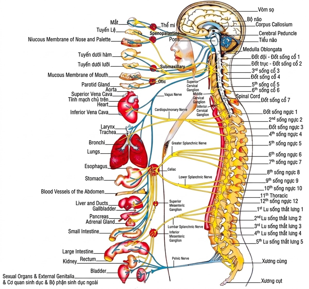 esoteric-anatomy-part-one-song-ngu_upscaled_20260719_061357-61.webp 00048.jpg