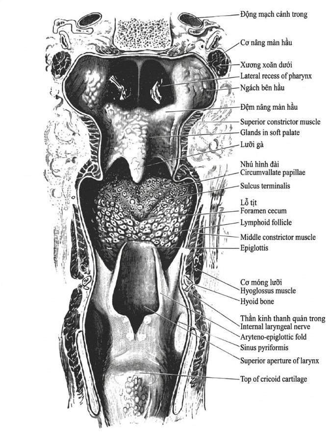 esoteric-anatomy-part-one-song-ngu_upscaled_20260719_061357-64.webp 00053.jpg