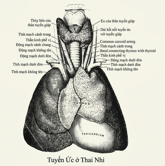 esoteric-anatomy-part-one-song-ngu_upscaled_20260719_061357-65.webp 00058.jpg