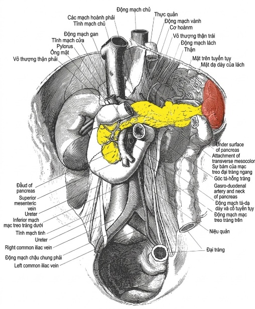 esoteric-anatomy-part-one-song-ngu_upscaled_20260719_061357-67.webp 00073.jpg