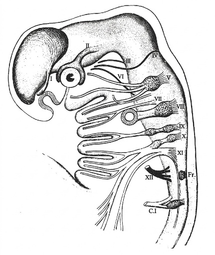 esoteric-anatomy-part-one-song-ngu_upscaled_20260719_061357-68.webp 00069.jpg
