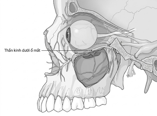 esoteric-anatomy-part-one-song-ngu_upscaled_20260719_061357-69.webp 00077.jpg