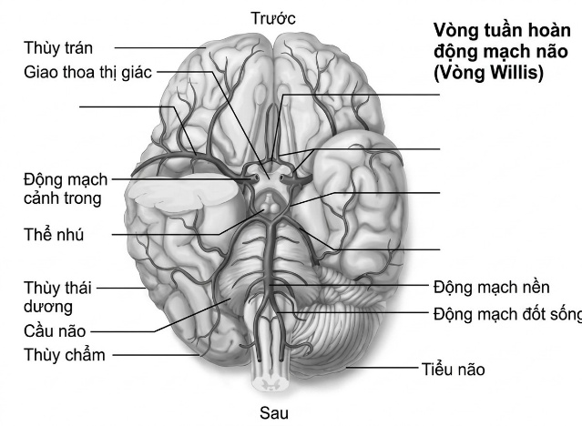 esoteric-anatomy-part-one-song-ngu_upscaled_20260719_061357-72.webp 00009.jpg