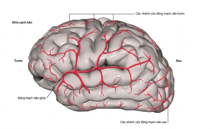 esoteric-anatomy-part-one-song-ngu_upscaled_20260719_061357-73.webp 00015.jpg