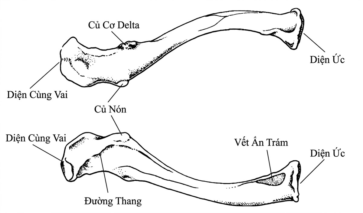 esoteric-anatomy-part-two-song-ngu-openai_upscaled_20260719_140641-14.webp 00001.jpg