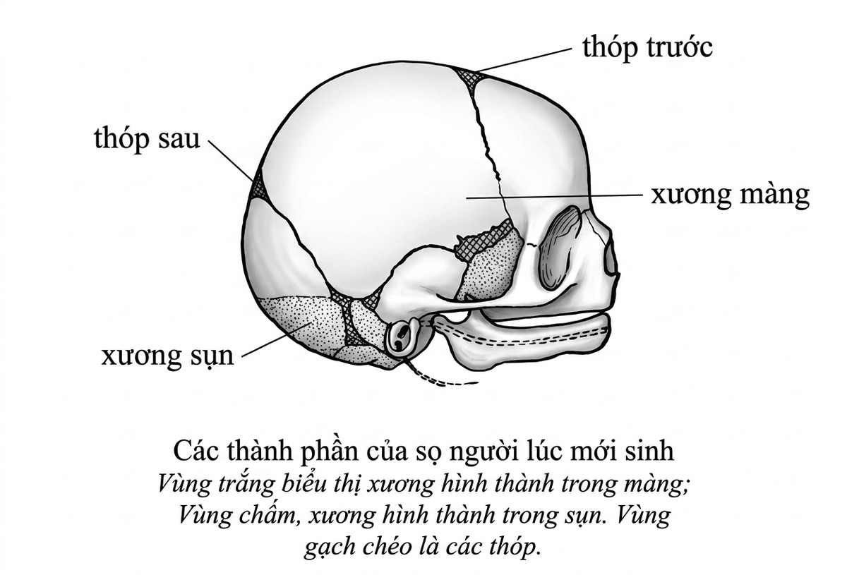 esoteric-anatomy-part-two-song-ngu-openai_upscaled_20260719_140641-18.webp 00051.jpg
