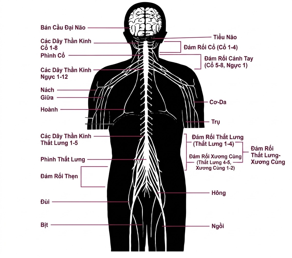 esoteric-anatomy-part-two-song-ngu-openai_upscaled_20260719_140641-35.webp 00058.jpg