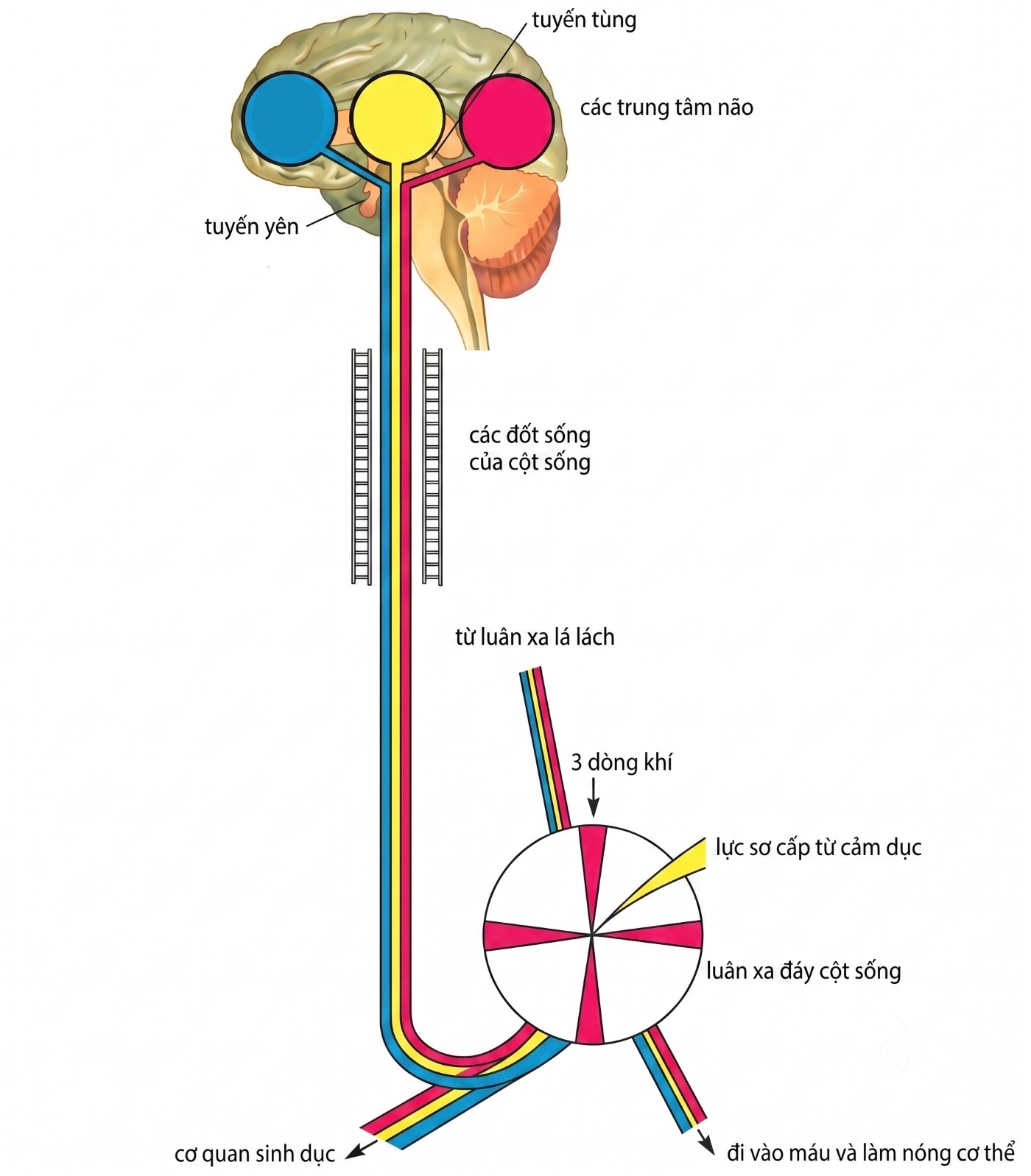 esoteric-anatomy-part-two-song-ngu-openai_upscaled_20260719_140641-40.webp esoteric-anatomy-part-two-song-ngu-openai_upscaled_20260719_140641-40.webp
