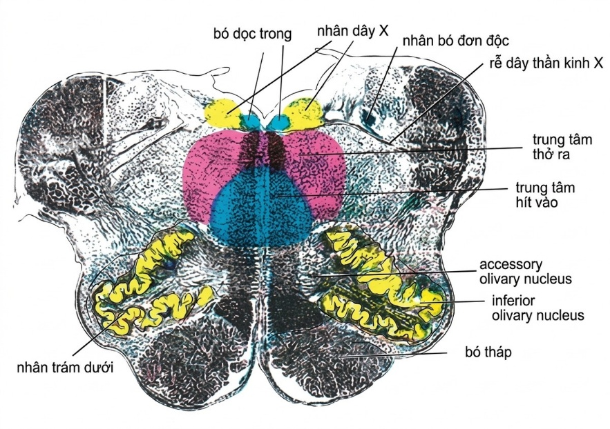 esoteric-anatomy-part-two-song-ngu-openai_upscaled_20260719_140641-41.webp 00028.jpg