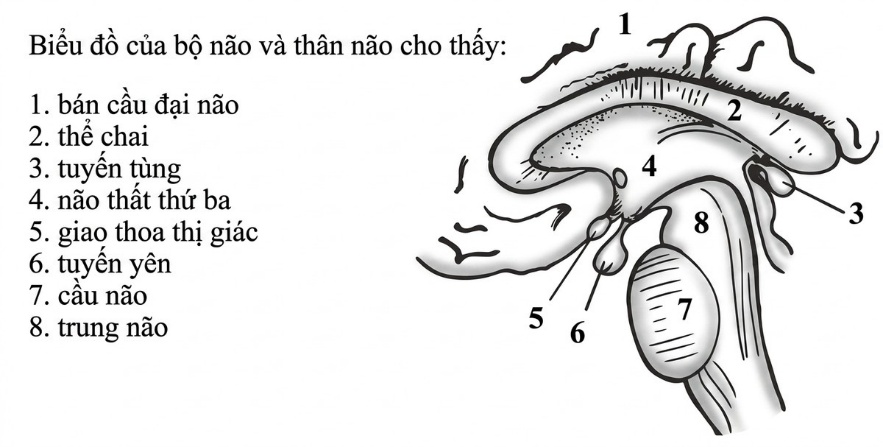 esoteric-anatomy-part-two-song-ngu-openai_upscaled_20260719_140641-42.webp 00004.jpg