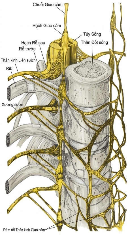 esoteric-anatomy-part-two-song-ngu-openai_upscaled_20260719_140641-43.webp 00035.jpg