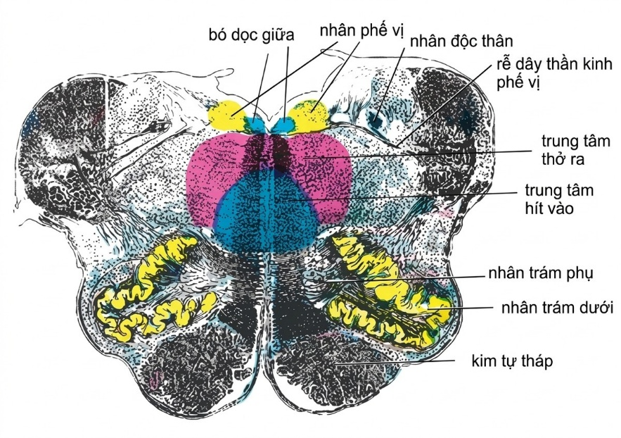 esoteric-anatomy-part-two-song-ngu-openai_upscaled_20260719_140641-49.webp 00047.jpg