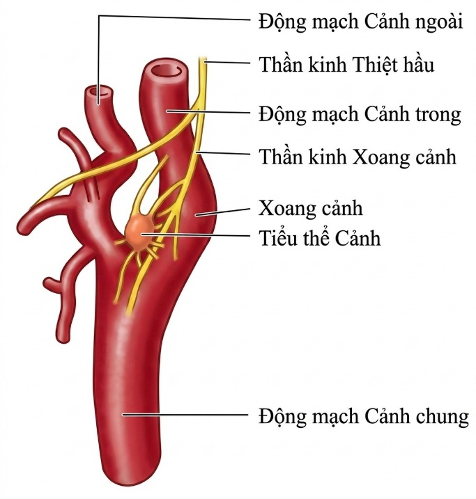 esoteric-anatomy-part-two-song-ngu-openai_upscaled_20260719_140641-50.webp 00022.jpg