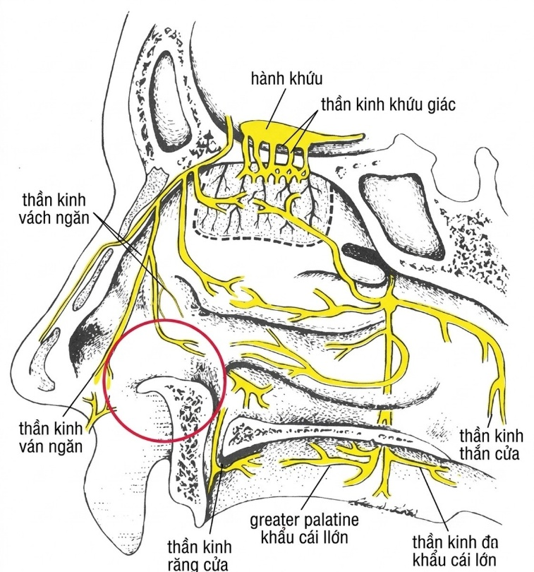 esoteric-anatomy-part-two-song-ngu-openai_upscaled_20260719_140641-53.webp 00054.jpg