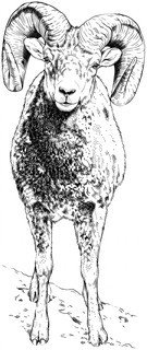 phan-ii-cac-dau-hieu-new-11.jpg A drawing of a sheep
AI-generated content may be incorrect.
